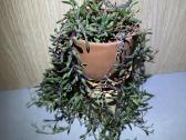 Senecio royal flush / othona capiensis - nuotraukos Nr. 3
