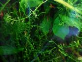 Akvariumo augalai: Ragalapis, Valisnerija - nuotraukos Nr. 3
