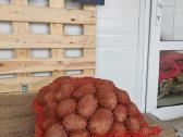 Bulvės Gala - nuotraukos Nr. 2