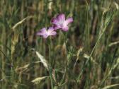 Dirvinė raugė (Agrostemma githago) - nuotraukos Nr. 2