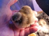 Šilkinių veisles vištos, ir viščiukai - nuotraukos Nr. 3