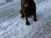 Labradoro retriveris kergimui