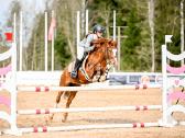 Champion pony - nuotraukos Nr. 5