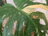 The Monstera Thai Constellation 'Crme Brle'(? - nuotraukos Nr. 2