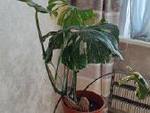 The Monstera Thai Constellation 'Crme Brle'(?