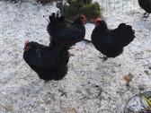Parduodu juodu australorpu kiausinius perinimui - nuotraukos Nr. 5