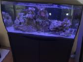 Fluval flex jūrinis akvariumas