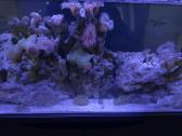 Fluval flex jūrinis akvariumas - nuotraukos Nr. 2