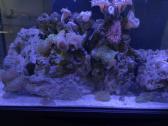 Fluval flex jūrinis akvariumas - nuotraukos Nr. 3
