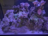 Fluval flex jūrinis akvariumas - nuotraukos Nr. 4