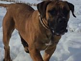 Kanaru dogai(presa Canario)sulaukėme vados - nuotraukos Nr. 13
