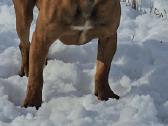 Kanaru dogai(presa Canario)sulaukėme vados - nuotraukos Nr. 12