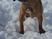 Kanaru dogai(presa Canario)sulaukėme vados - nuotraukos Nr. 14
