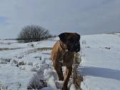 Kanaru dogai(presa Canario)sulaukėme vados - nuotraukos Nr. 11