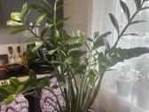 Zamiokulkas (Zamioculcas zamiifolia)