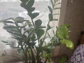 Zamiokulkas (Zamioculcas zamiifolia) - nuotraukos Nr. 2