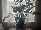 Zamiokulkas (Zamioculcas zamiifolia) - nuotraukos Nr. 3