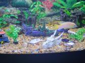 Melanochromis cyaneorhabdos (dažnai vadinama Maing - nuotraukos Nr. 2