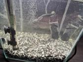 Parduodu Aquael akvariumą (19l) su įranga (Eheim, - nuotraukos Nr. 6