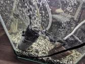 Parduodu Aquael akvariumą (19l) su įranga (Eheim, - nuotraukos Nr. 7
