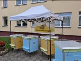 Aviliai bitems. Tomoaviliai - nuotraukos Nr. 9