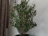 Daigiametis mirtos krumas - nuotraukos Nr. 4