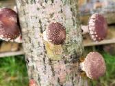 Shiitake rąsteliai, grybai - nuotraukos Nr. 3