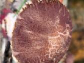 Shiitake rąsteliai, grybai - nuotraukos Nr. 4