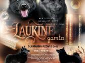 Šiperkas. Schipperke. Mažiausias pasaulio aviganis - nuotraukos Nr. 5