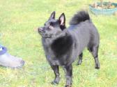 Šiperkas. Schipperke. Mažiausias pasaulio aviganis - nuotraukos Nr. 4