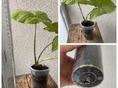 Parduodu Syngonium daigelius - nuotraukos Nr. 5