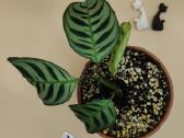 Ctenanthe / Kalatėja kambarinis augalas