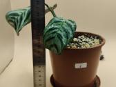 Ctenanthe / Kalatėja kambarinis augalas - nuotraukos Nr. 2