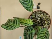 Kambarinis augalas,kalatėja,tropinis,augalas,dekor