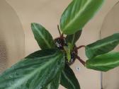 Filodendras (Philodendron) kambarinis augalas