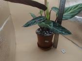 Filodendras (Philodendron) kambarinis augalas - nuotraukos Nr. 2