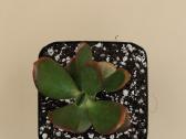 Pinigų medis (Crassula ovata) – lengvai prižiūrima