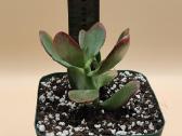 Pinigų medis (Crassula ovata) – lengvai prižiūrima - nuotraukos Nr. 2