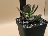 Pinigų medis (Crassula ovata) – lengvai prižiūrima - nuotraukos Nr. 3