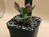 Pinigų medis (Crassula ovata) – lengvai prižiūrima - nuotraukos Nr. 4