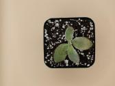 Kalanchoe tomentosa (Panda plant) – pūkuotas sukul