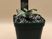 Kalanchoe tomentosa (Panda plant) – pūkuotas sukul - nuotraukos Nr. 2