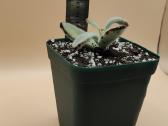 Kalanchoe tomentosa (Panda plant) – pūkuotas sukul - nuotraukos Nr. 3