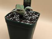 Kalanchoe tomentosa (Panda plant) – pūkuotas sukul - nuotraukos Nr. 4