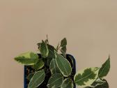 Margalapis fikusas (Ficus Benjamina) – dekoratyvin
