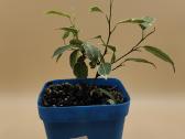 Margalapis fikusas (Ficus Benjamina) – dekoratyvin - nuotraukos Nr. 2