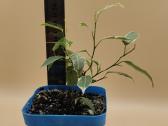 Margalapis fikusas (Ficus Benjamina) – dekoratyvin - nuotraukos Nr. 3