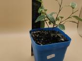 Margalapis fikusas (Ficus Benjamina) – dekoratyvin - nuotraukos Nr. 4