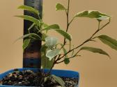 Margalapis fikusas (Ficus Benjamina) – dekoratyvin - nuotraukos Nr. 5