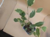 Margalapis fikusas (Ficus Benjamina) – didesnis ka - nuotraukos Nr. 2